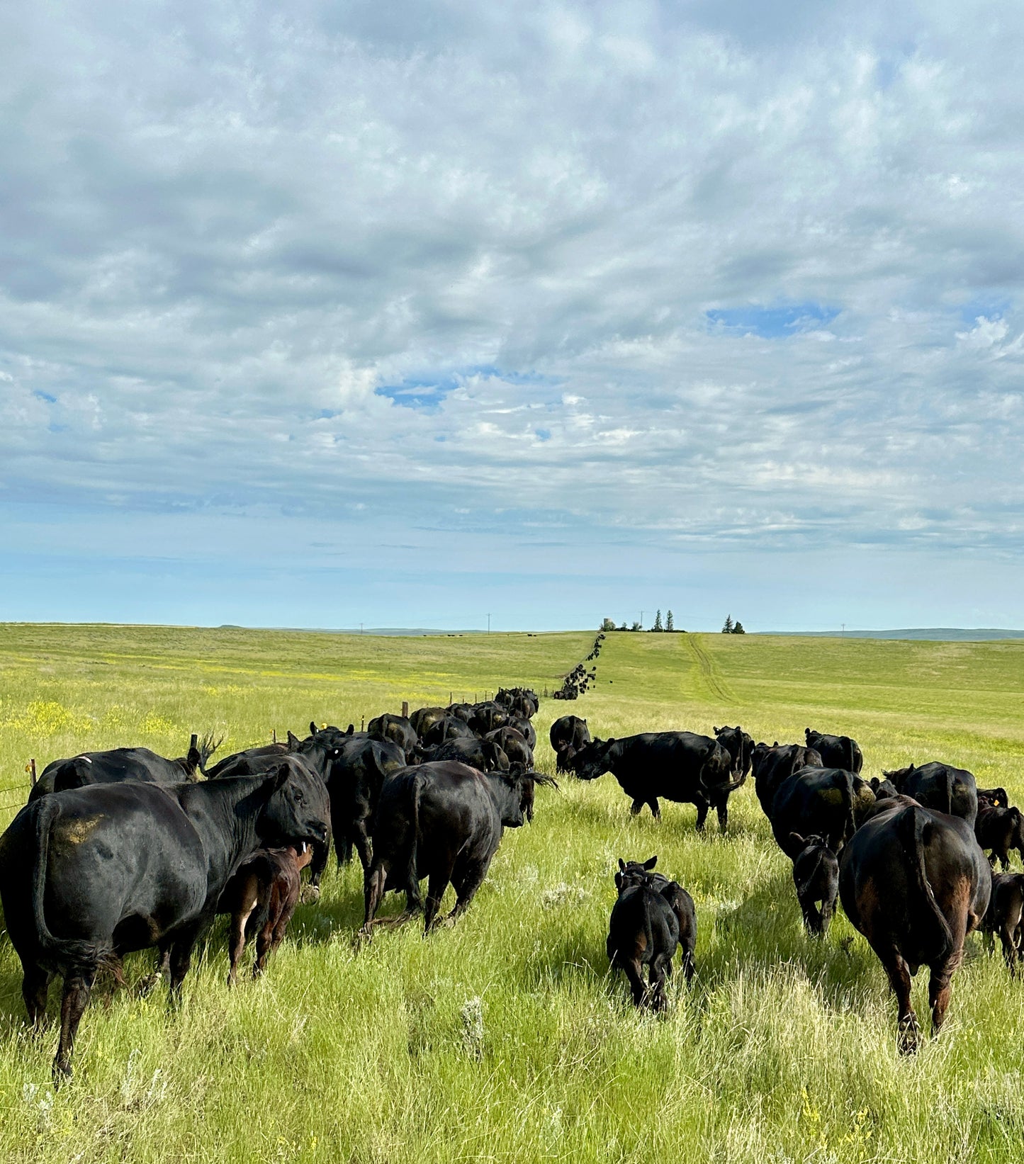1/4 Beef Deposit