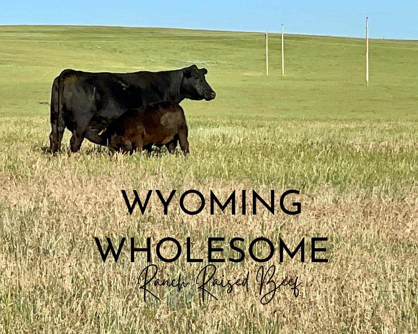 Wyoming Wholesome Signature Ground Beef Bundle